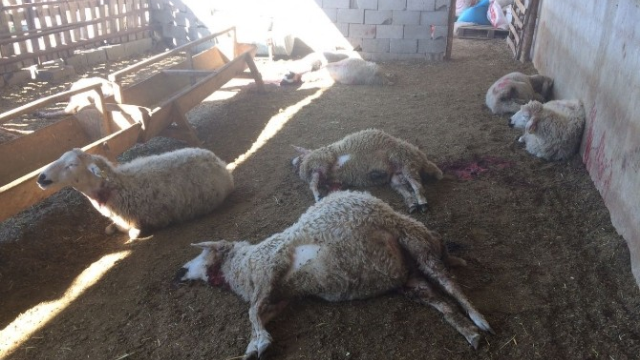 Kurt saldırısına uğrayan 20 koyun telef oldu