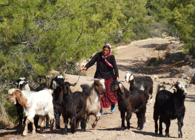 Sarıkeçili Yörükleri sahillere dönmeye başladı