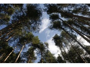 Beypazarı yaylalarına ziyaretçi ilgisi