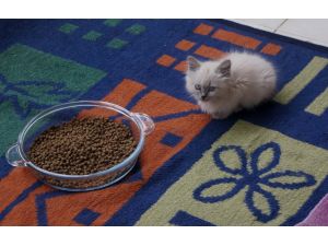 "Kaçak kedilere" sıcak yuva