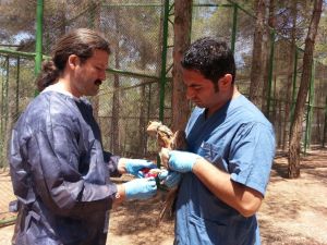 Bakanlık 18 kuşu GPS ile takip ediyor