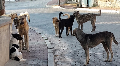 Sokak köpeklerinin otomobile zarar verdiği iddiası