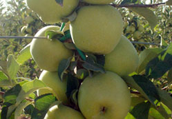 Ahırlı'da elmalar depoda