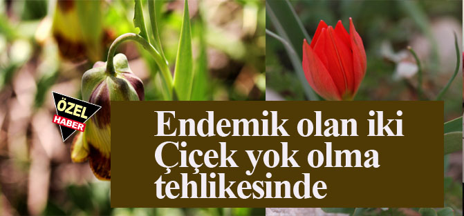 Çiçekler Tehlikede