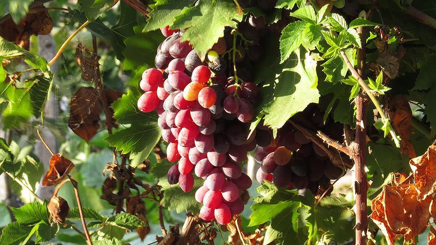 Meyve ve sebze üretiminde artış bekleniyor