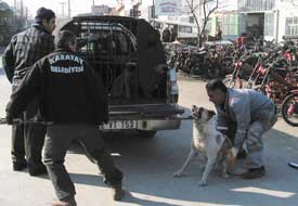Başıboş köpekleri topluyorlar