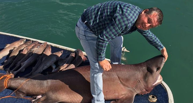 Manavgat'ta 14 köpek balığı yakalandı