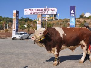 ‘En verimli sığır’ yarışması yapıldı