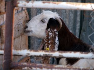 Boynuzu kırılan keçisini acil servise götürdü