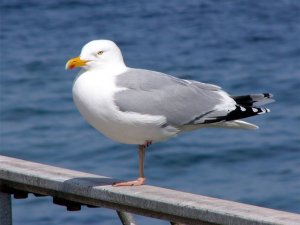 Apartman boşluğuna düşen martıyı itfaiye kurtardı