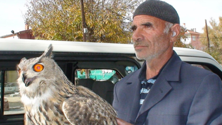 Konya'da Yaralı Bulunan Puhu Tedavi Edilecek