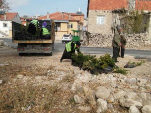 Seydişehir'de 300 fidan dağıtıldı