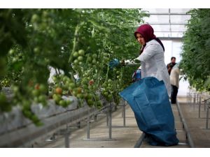 Rusya'nın yerli tarım seferberliği Türk çiftçisini etkiliyor