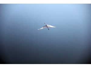 Lota Gölü göçmen kuşlara ev sahipliği yapıyor