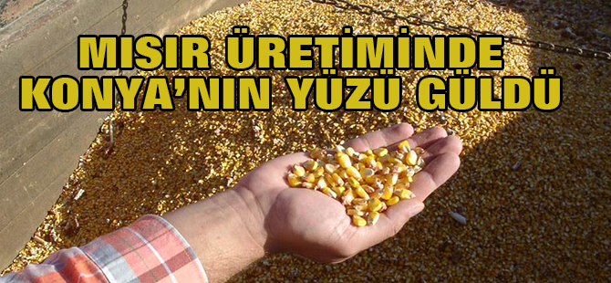 Mısır Üretiminde Konya'nın yüzü güldü