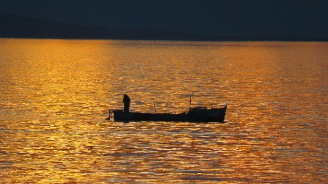 Türkiye'den Umman'a uçakla canlı balık ihracatı