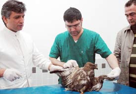 Yaralı şahinin ayağı kesilecek
