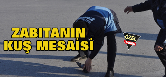 Zabıtanın kuş mesaisi