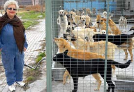 Hayvan barınağı'nda yer kalmadı