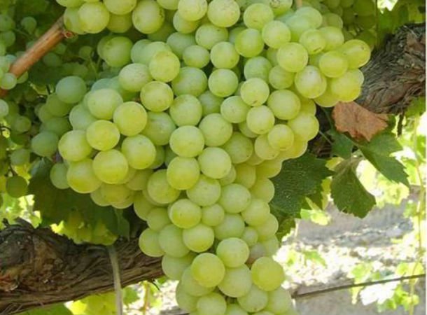 Üzümünü soğuktan koruyan çiftçiye ödül