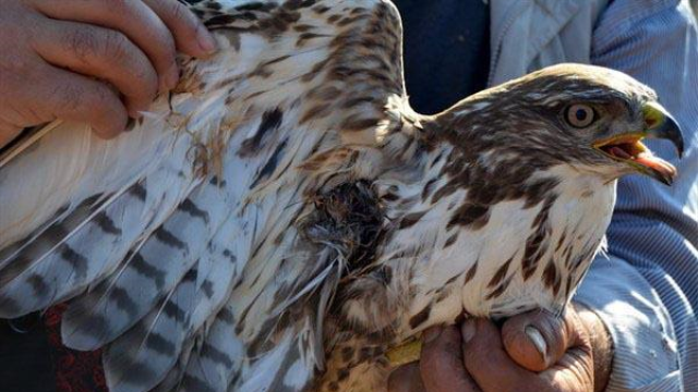 Yaralı şahinlere polis eli