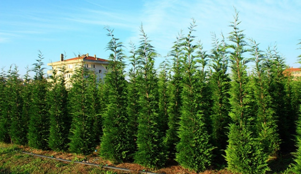 Yılbaşı çamlarının süslenmesine 97 milyon dolar harcandı