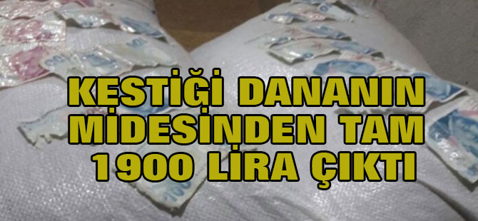Kestiği Dananın Midesinden 1900 Lira Çıktı