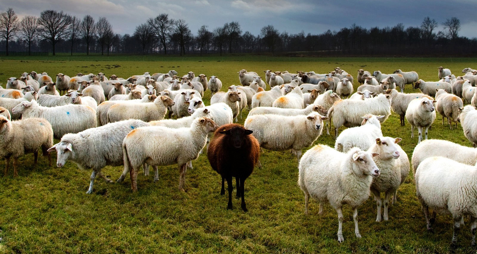 Hayvancılık desteklerinde il sayısı artırıldı