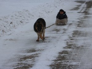 Köpekle kızak keyfi