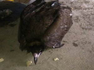 Hastalanan akbabayı zabıtaya teslim etti