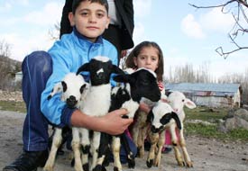 Beyşehir'de bir koyun beşiz doğurdu