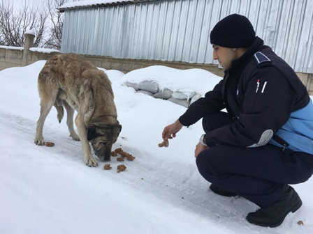 Sarayönü Belediyesi Sokak hayvanlarına sahip çıktı