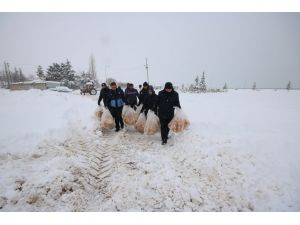 Beyşehir Belediyesi, sokak hayvanlarını ve kuşları unutmadı