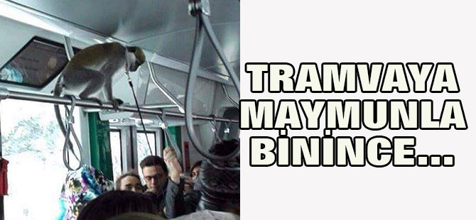 Maymun ile tramvaya binince...