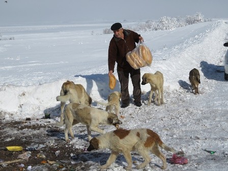 Sahipsiz köpekleri ekmekle besliyor
