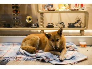 AVM girişi, sokak hayvanlarına barınak oldu