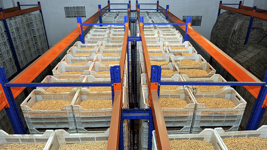 Hububat, bakliyat ve yağlı tohumlarda ihracat rekoru