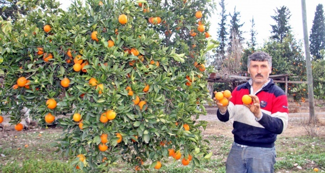 Kışın vazgeçilmezi portakalı don vurdu