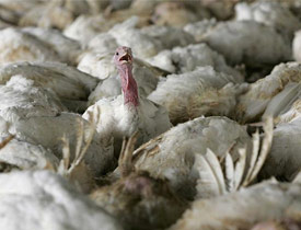 Kabus geri mi dönüyor: Sınıra dayandı!