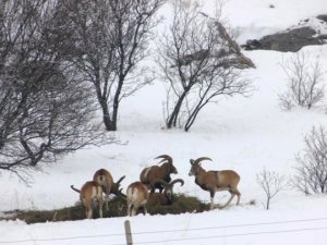 Yaban hayvanlarına yem için seferber oldular