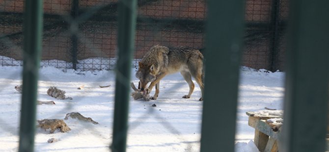 "Bozo" ile "Muzo" kış uykusuna hazırlanıyor