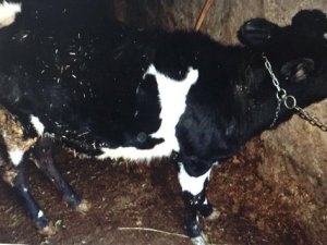 Beyşehir'de hayvan hırsızlığı