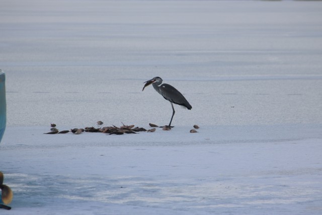 Su kuşlarının donan gölde yaşam mücadelesi