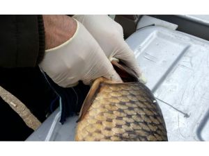 Porsuk Çayı'ndaki balıkların telef olduğu iddiası