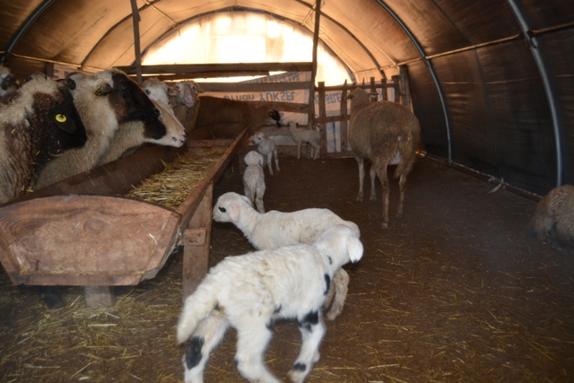 Kuzu besicileri heyecanlı