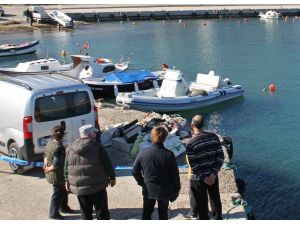 Karaburun'da balıkçı barınağına gelen Akdeniz foku