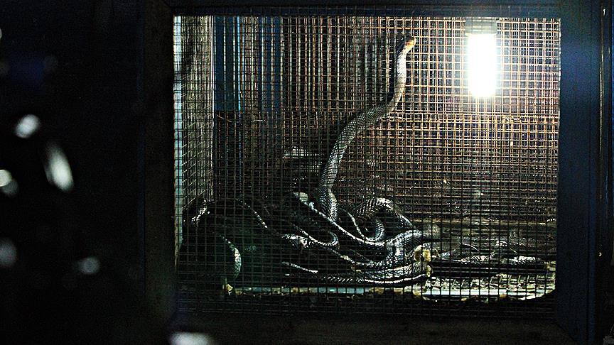 Endonezya’nın 'şifalı' kobraları VİDEO HABER