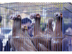 Osmaniye’deki güvercin festivali