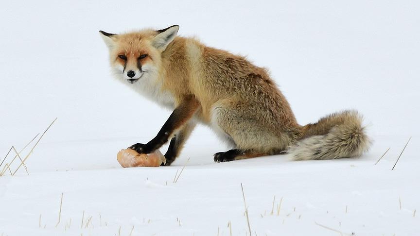 Aç kalan tilkiyi ekmekle besledi VİDEO HABER
