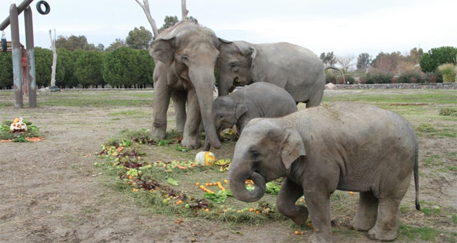 6 yaşındaki sevimli fil ’İzmir’ 2.5 ton ağırlığa ulaştı